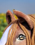 Hobby Horse Duży koń na kiju Premium - western II gniady z brązową grzywą A3 - 9